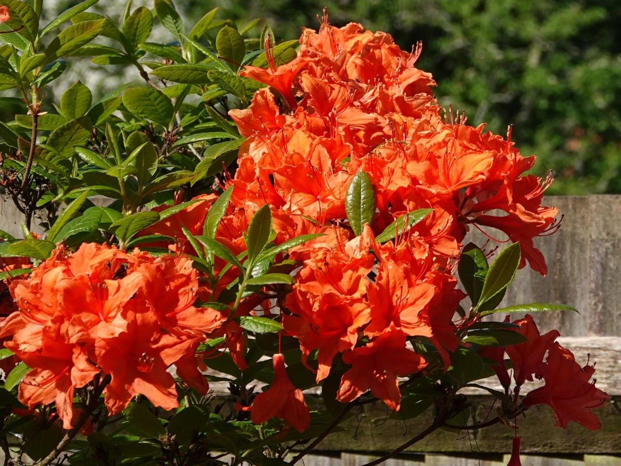 Unknown hybrid
